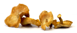 Dried Chanterelle Mushrooms